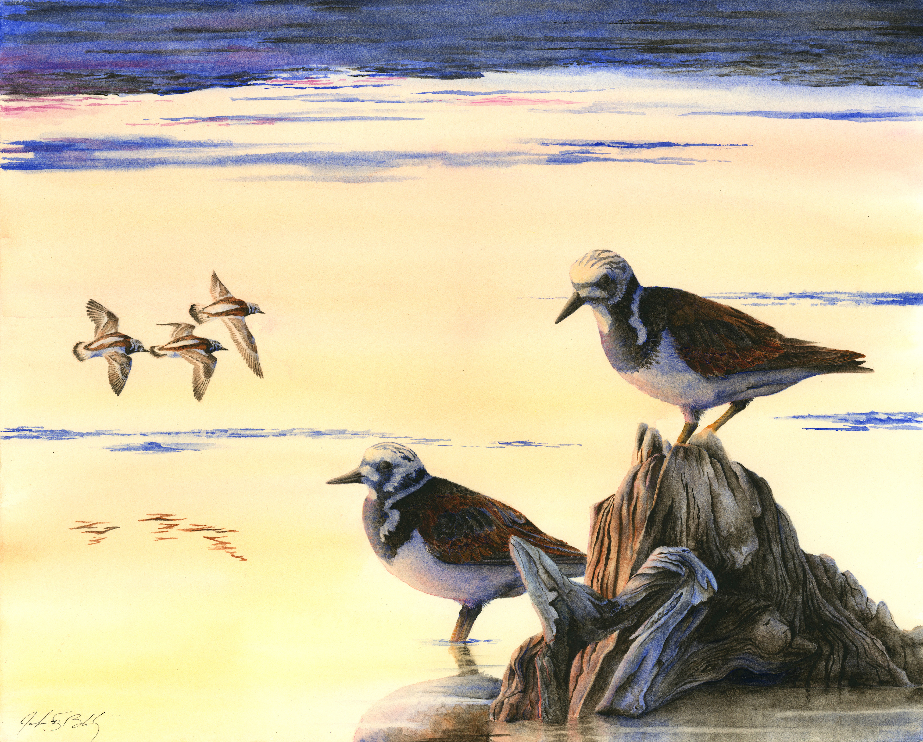 Ruddy Turnstones - Watercolor, 2017