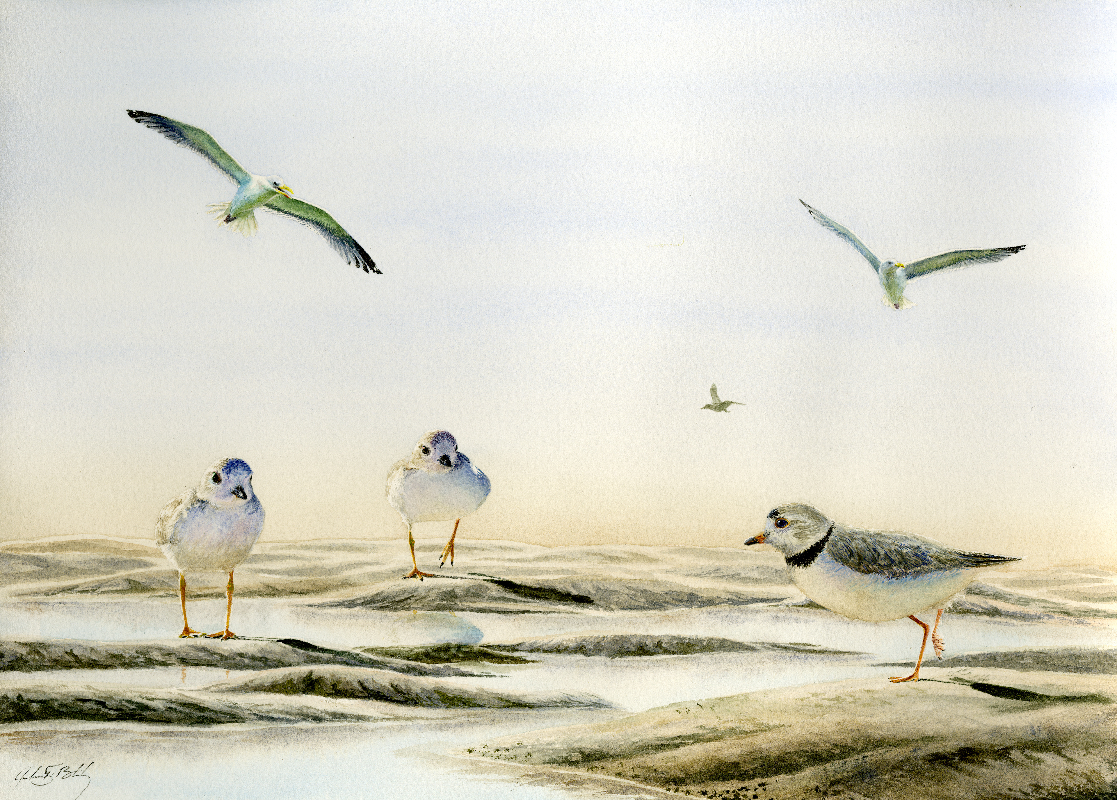 Piping Plovers - Watercolor, 2017