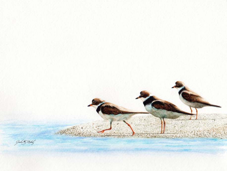 Semipalmated Plovers - Watercolor, 2017