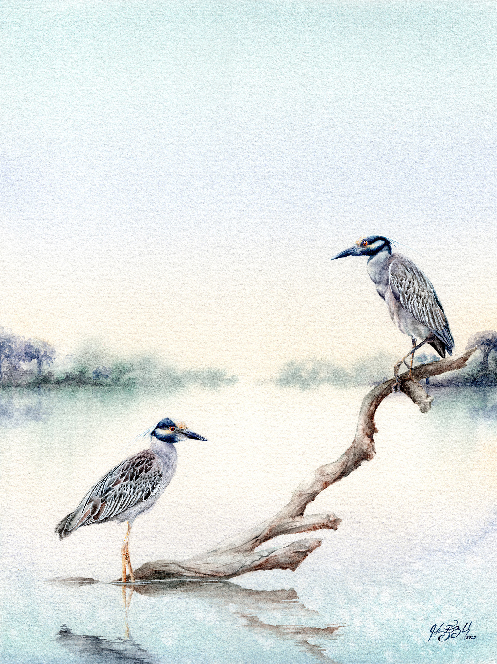 Yellow-crowned Night Herons - Watercolor, 2020
