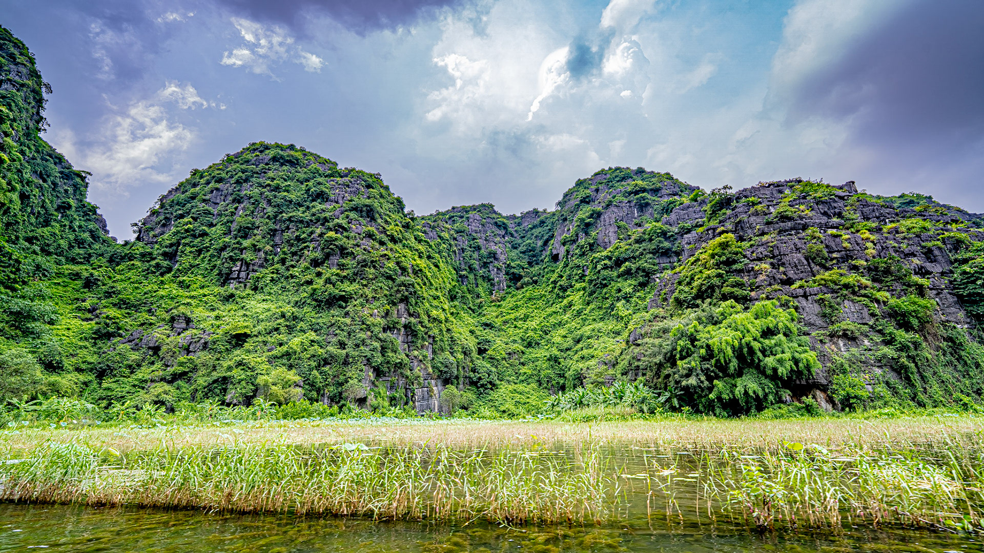 Rice Fields