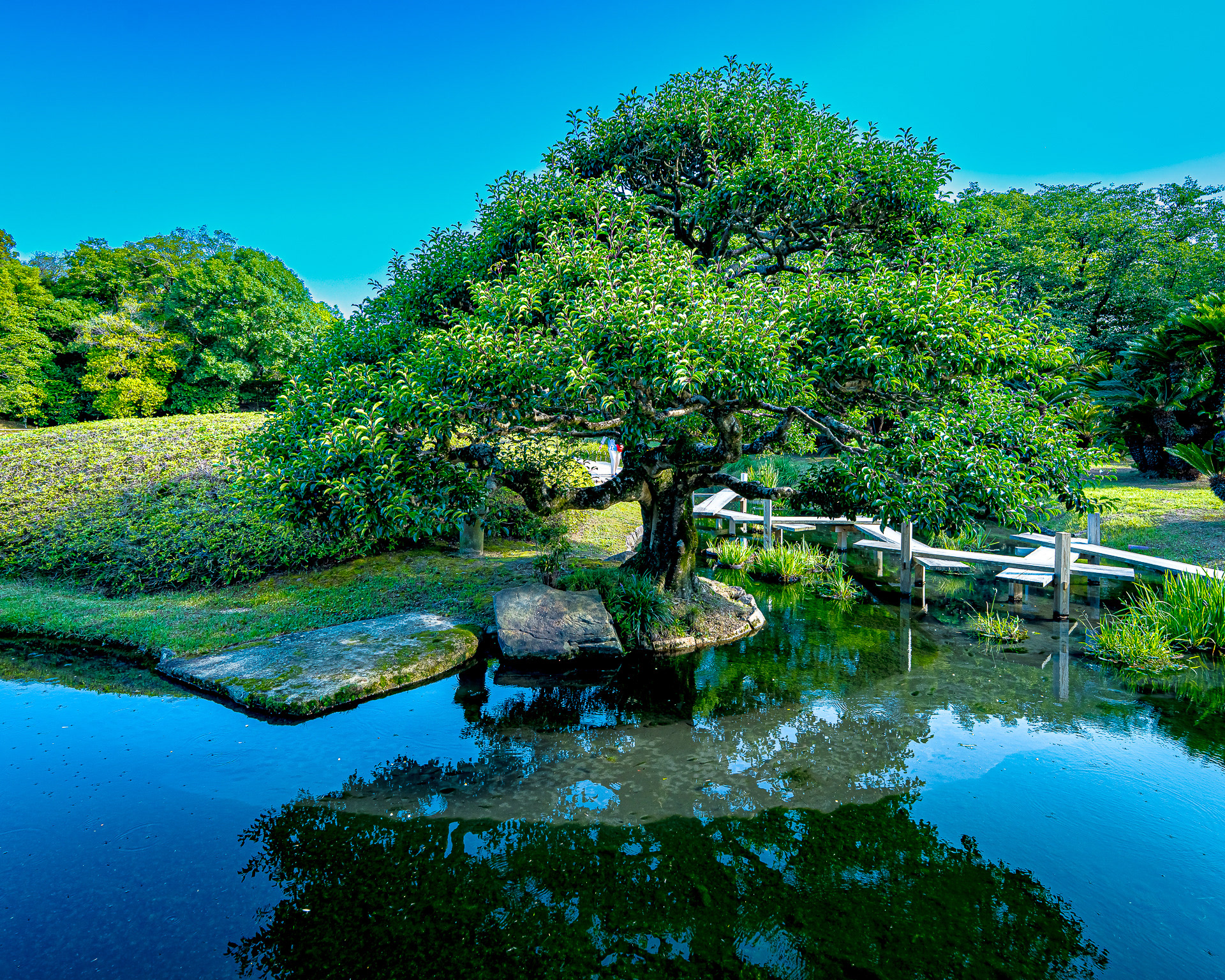 Gorgeous Tree
