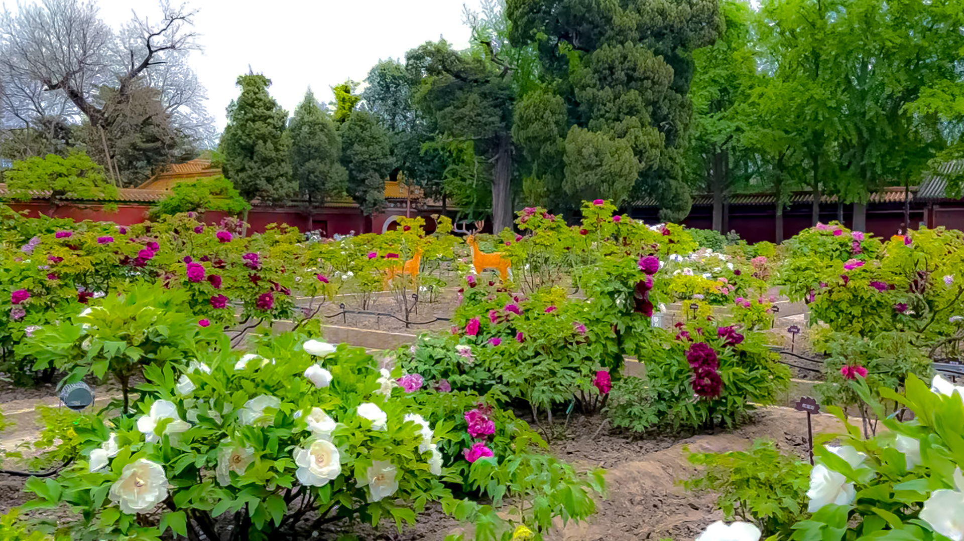 Gorgeous Jingshan Park