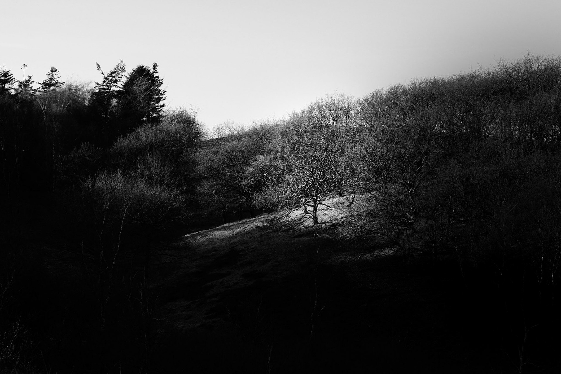 Tree of light in Skyumbjerge