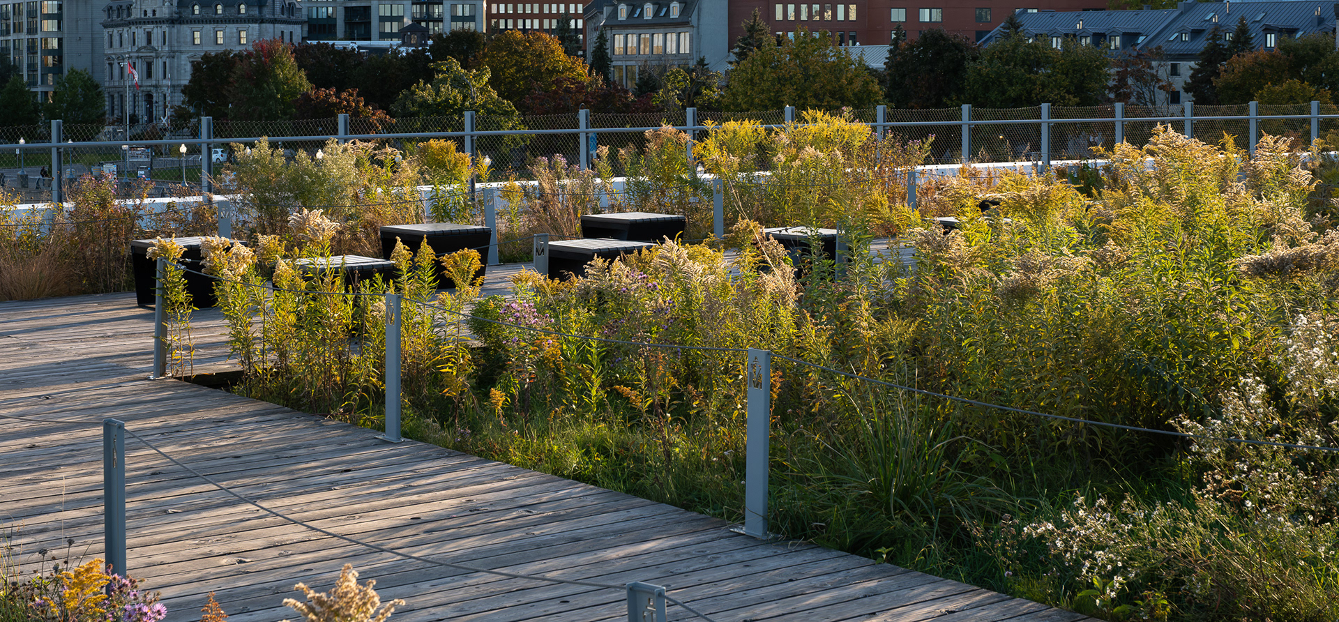 Sentier aménagé au cœur de la toiture végétalisée naturalisée du Grand Quai de Montréal par NIPPAYSAGE et Provencher_Roy. Les piétons circulent sur des passerelles en bois entourés d'une végétation sauvage et de graminées.