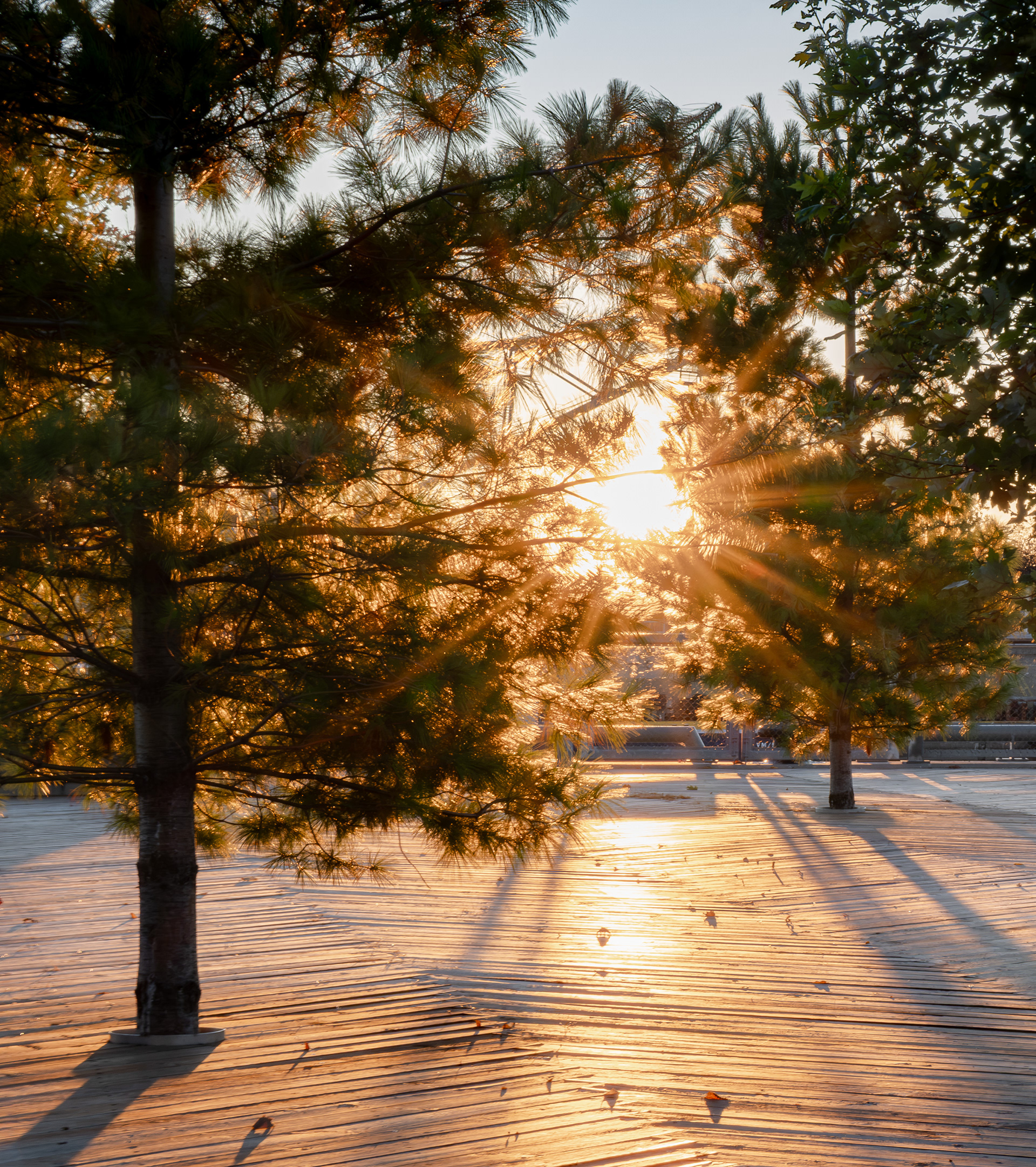 Prise de vue à travers des arbres de l’esplanade végétalisée du Grand Quai de Montréal par NIPPAYSAGE et Provencher_Roy. Les rayons de soleil traversent le feuillage et illuminent le vaste platelage en bois naturel qui structure cet espace public et paysager.