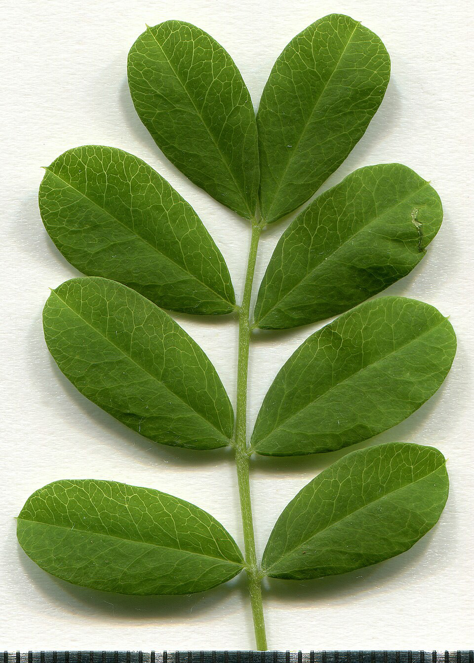 Acacia. Caragana arborescens. Leaf adaxial side. Herbarium of the city Elektrostal Moscow Oblast, 2020 year. Created by scanography. Collection D.Makeev. Scale 1 unit = 1 mm.