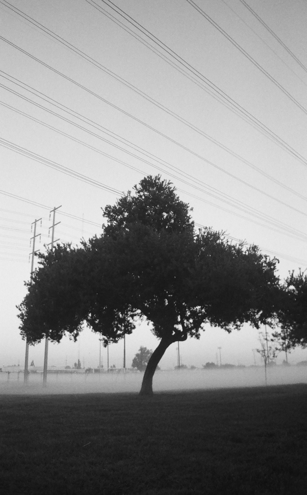 The Foggy Park at Dusk