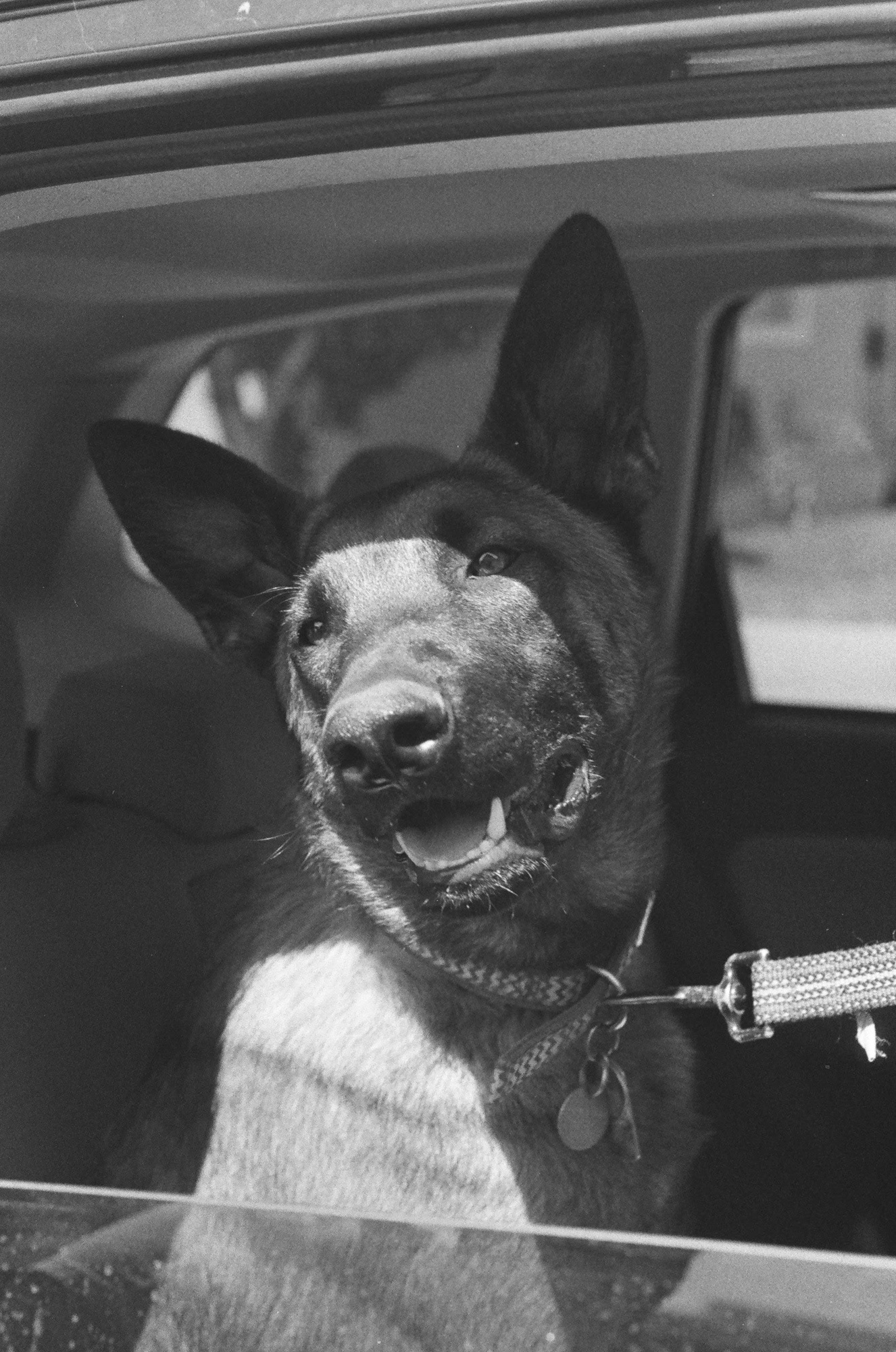 Pup
