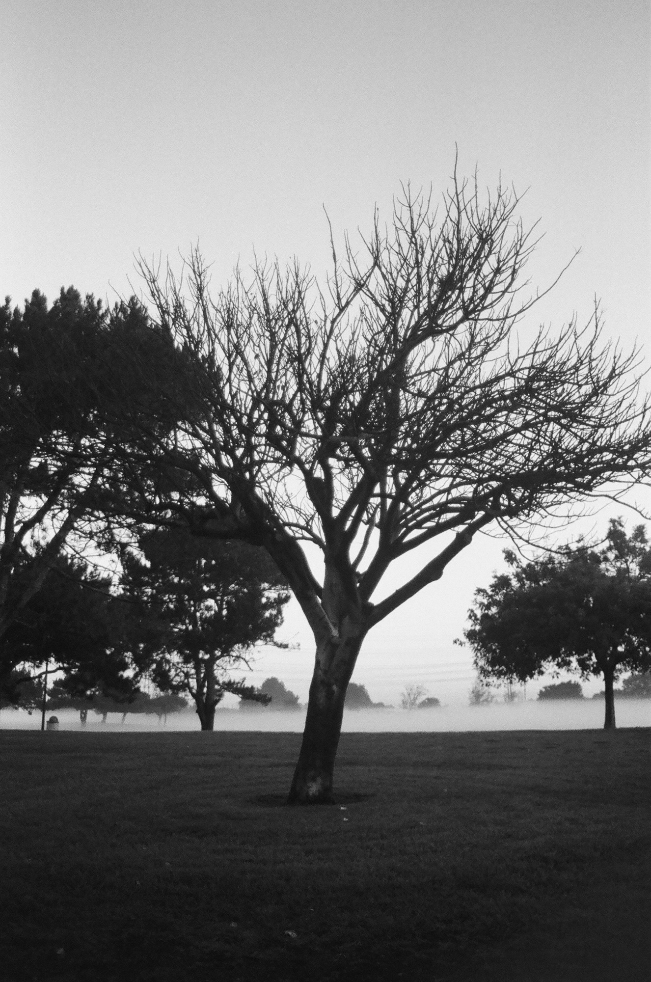 The Foggy Park at Dusk