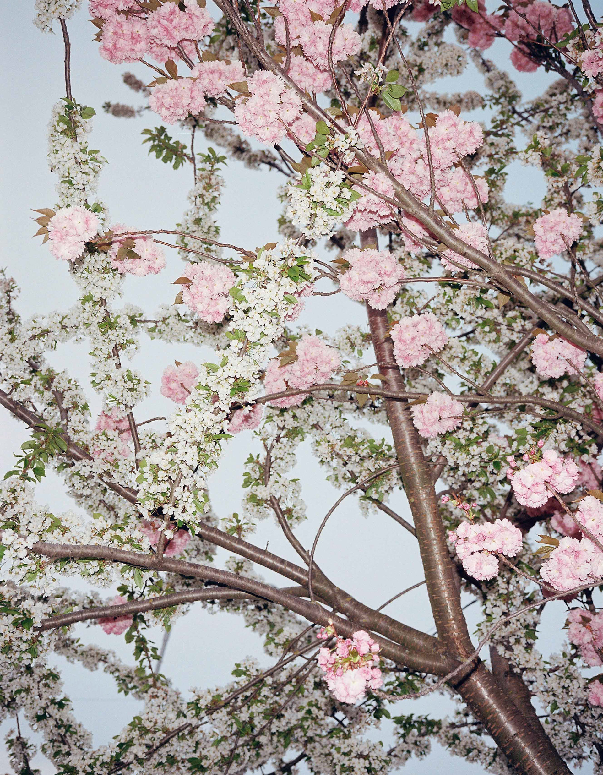 Kodak Portra, 120 mm film, 2019