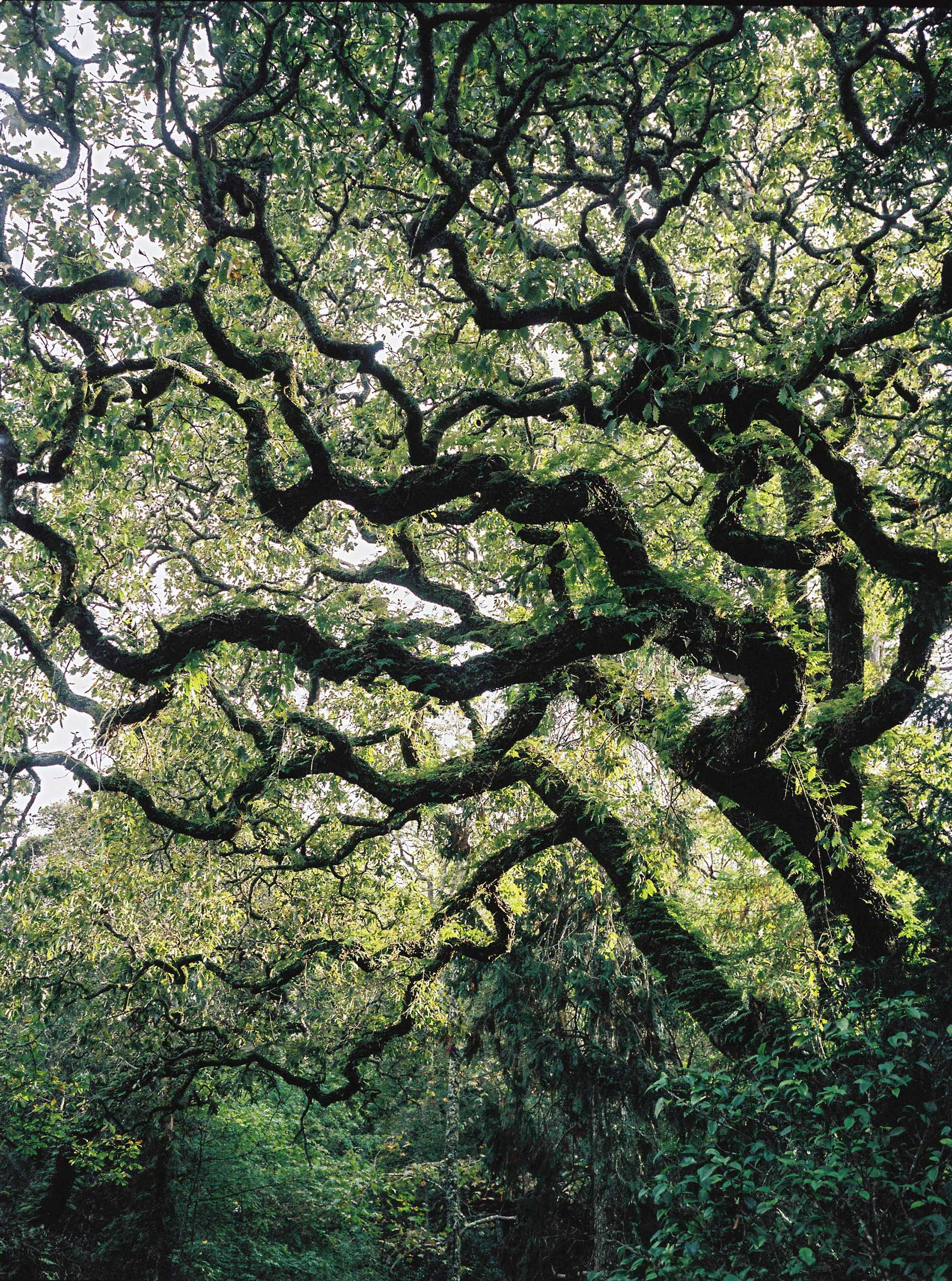 Kodak Portra, 120 mm film,2022