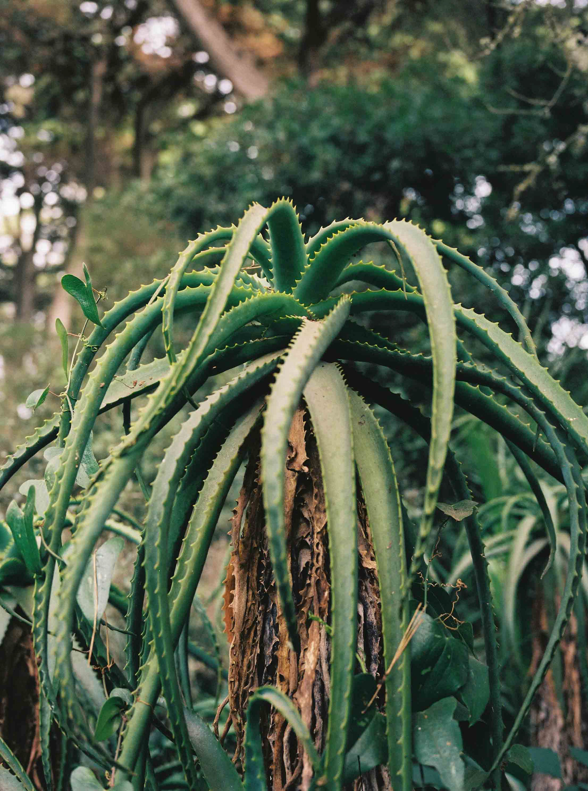 Kodak Portra, 120 mm film, 2022