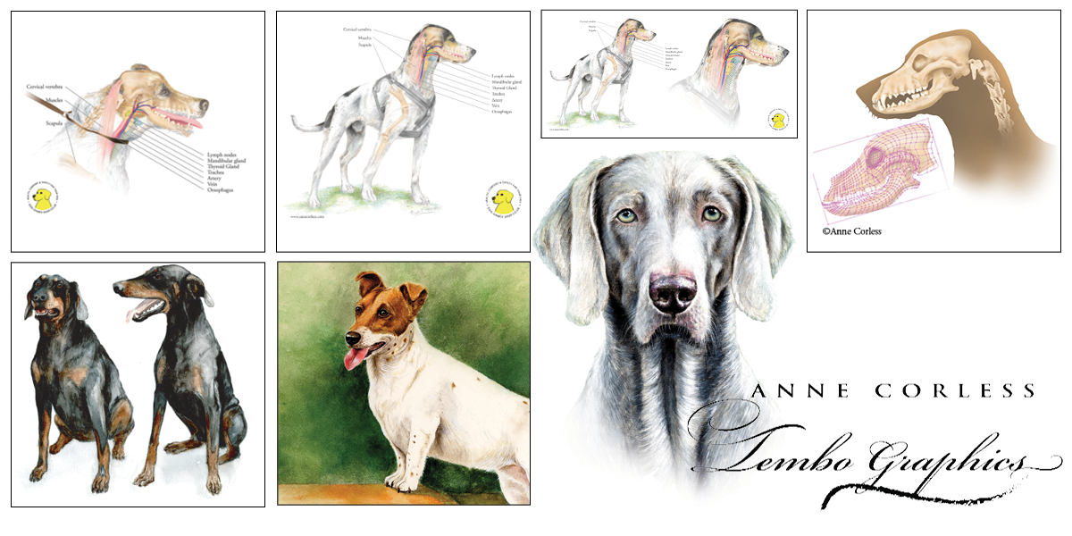 Illustrations created with traditional and digital media.