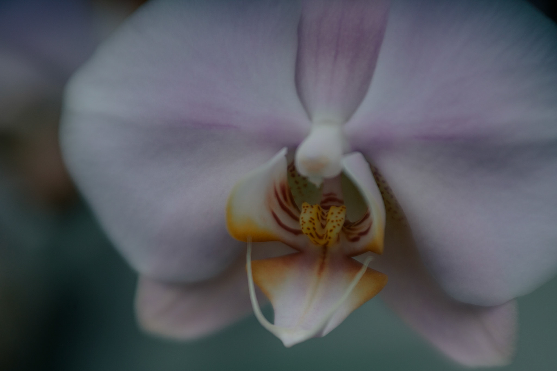 Soft Beauty