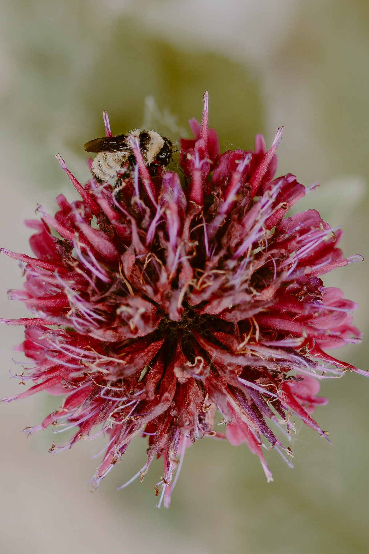 Monarda didyma