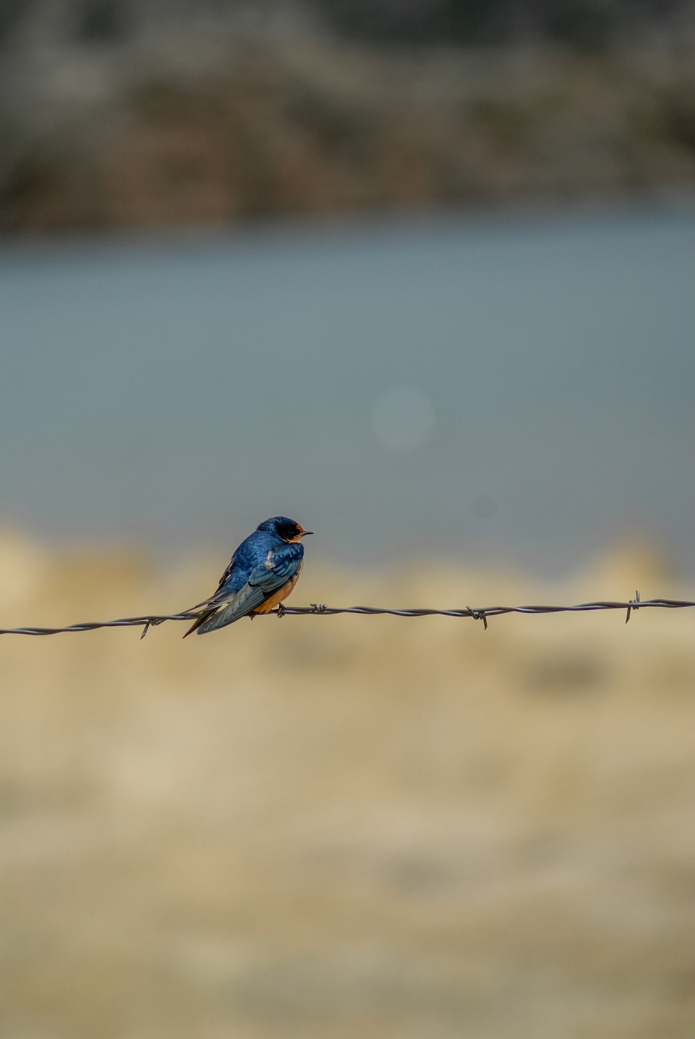 Bird on a wire