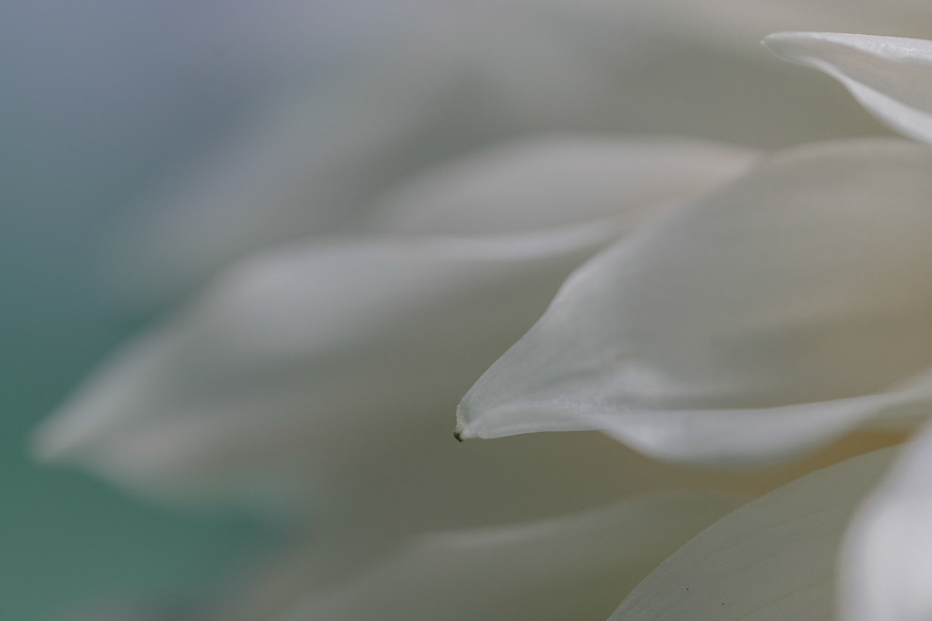 Soft Petals