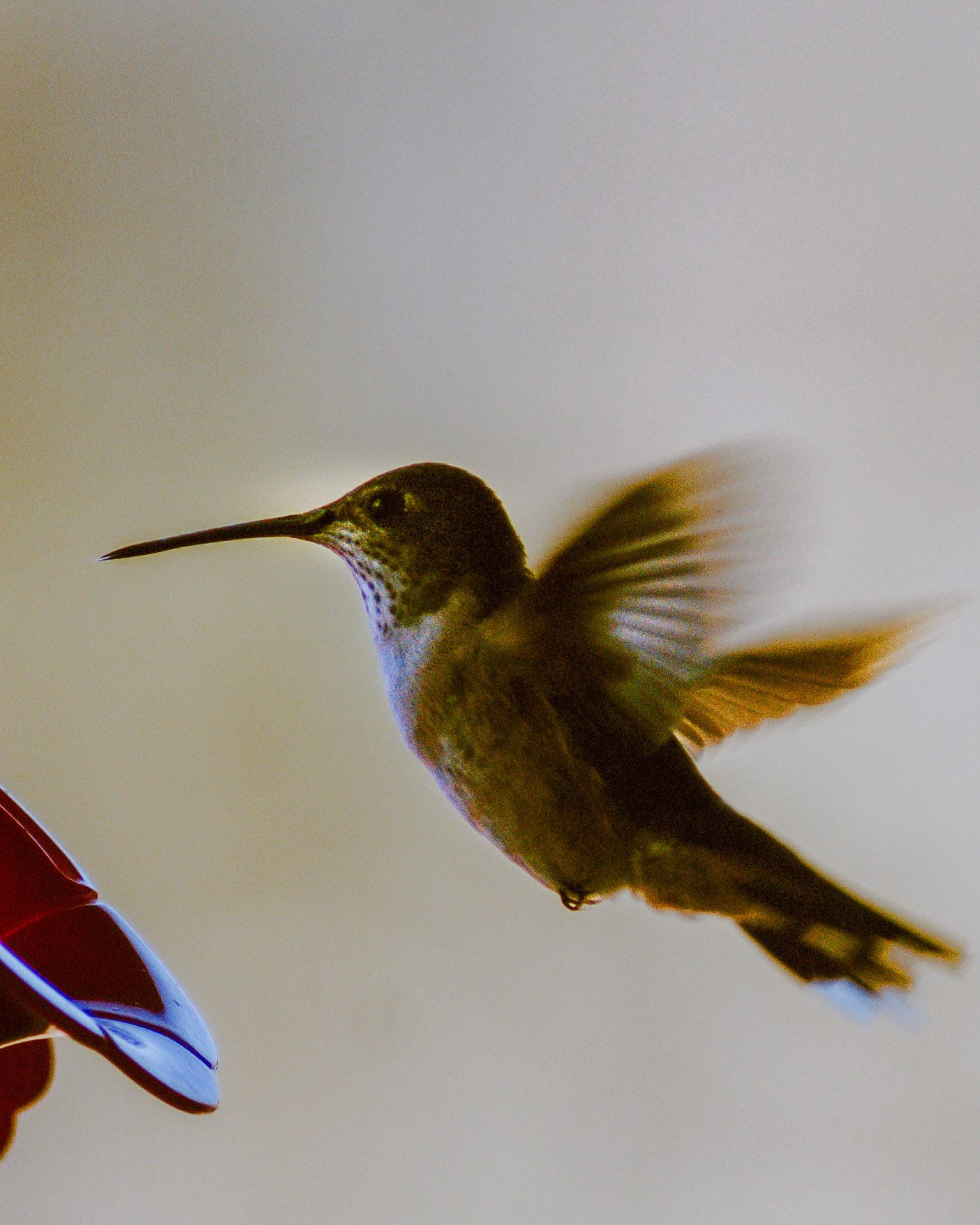 SONY DSC