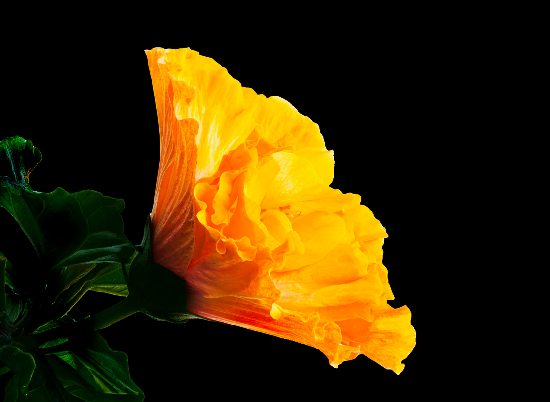 Foto zeigt eine Nahaufnahme einer Blume mit einem schwarzen Hintergrund, wodurch die intensiven Farben der Blüte hervorgehoben werden. Die Blume ist leuchtend rosa mit kräftigen roten und violetten Akzenten im oberen Bereich der Blütenblätter. Feine dunkle Adern ziehen sich durch die oberen Blütenblätter, was der Blume eine beeindruckende Textur verleiht. Die Blüte ist weich und geschwungen, während die Staubgefäße gut sichtbar in der Mitte hervortreten.    