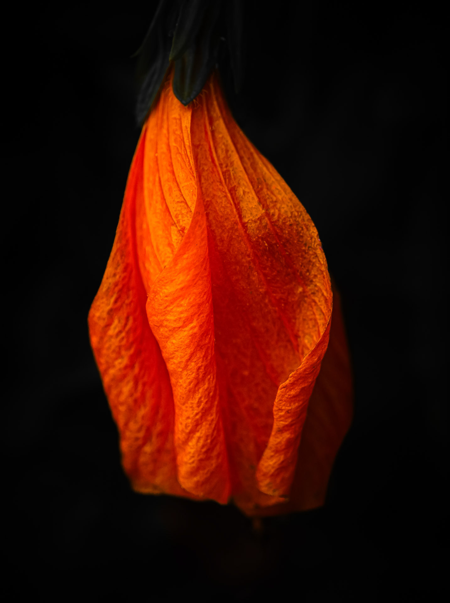 Malvaviscus arboreus