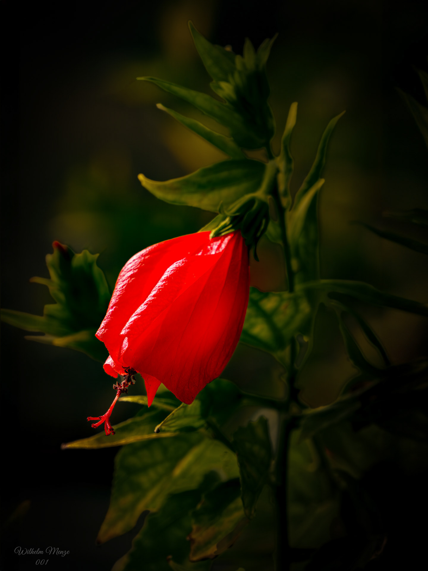 Malvaviscus arboreus