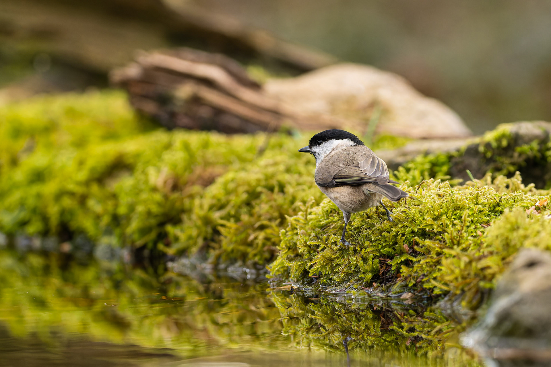 mésange nonnette