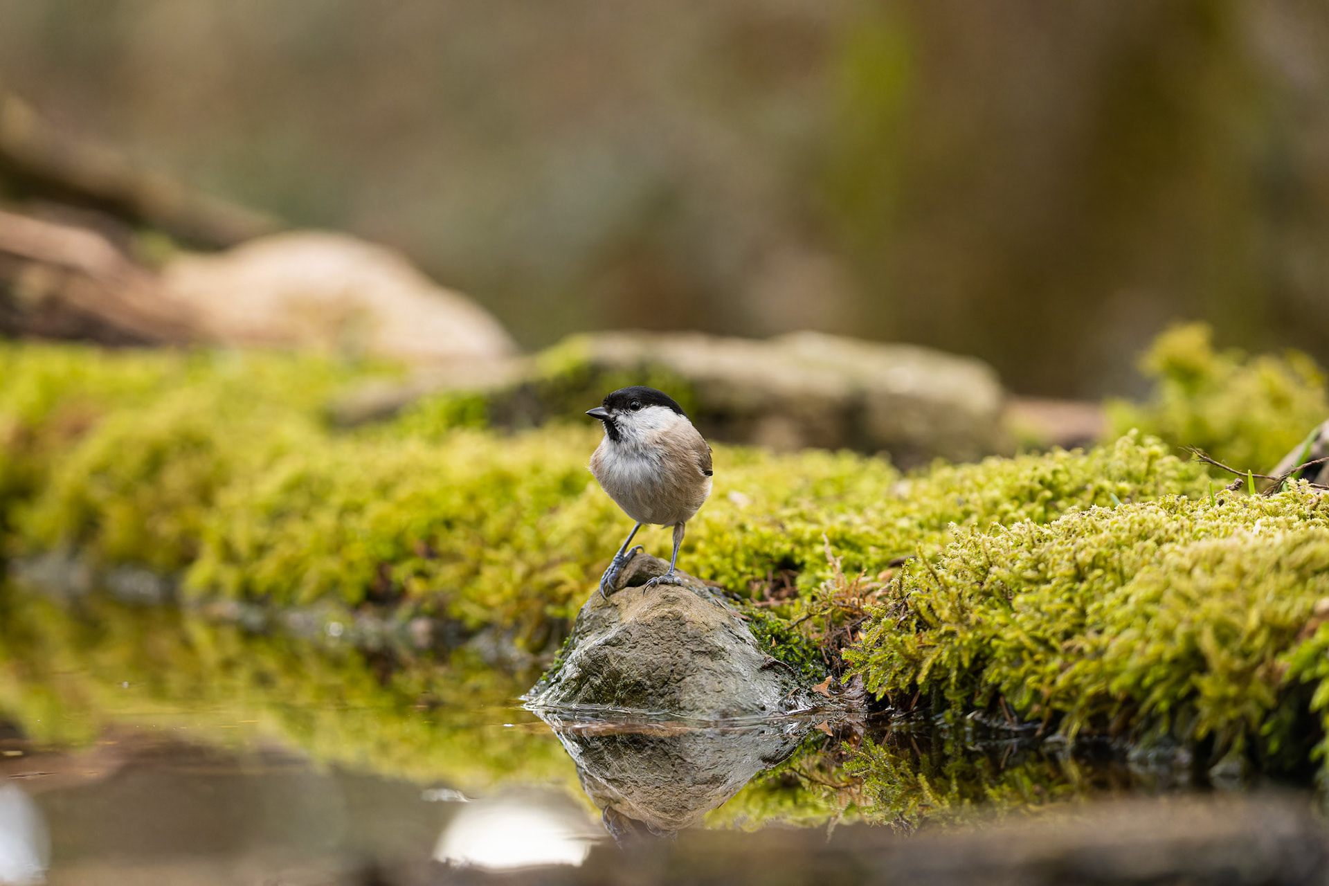 mésange nonnette