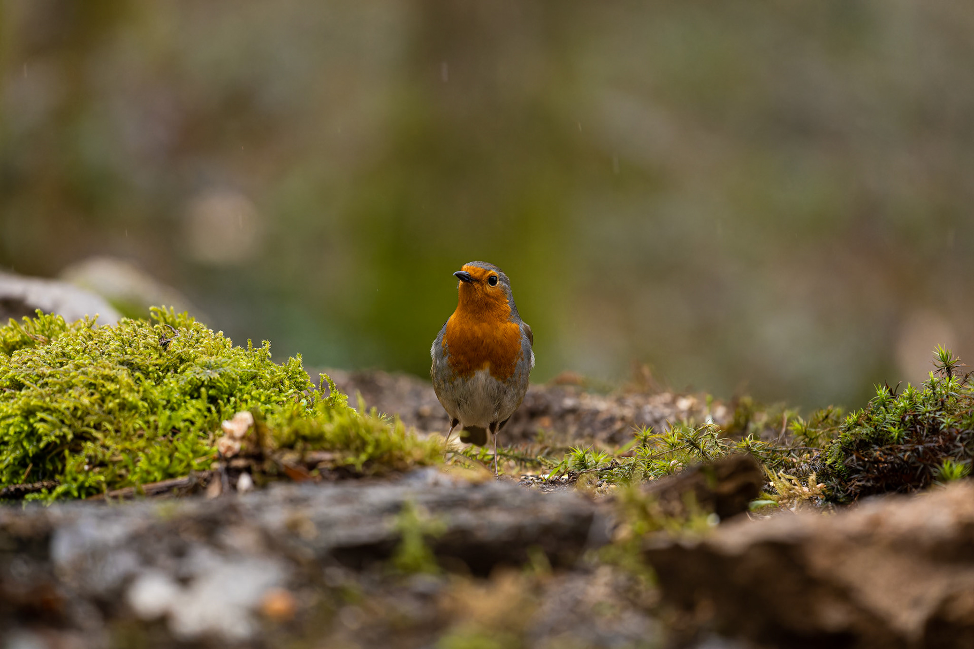Rouge-gorge
