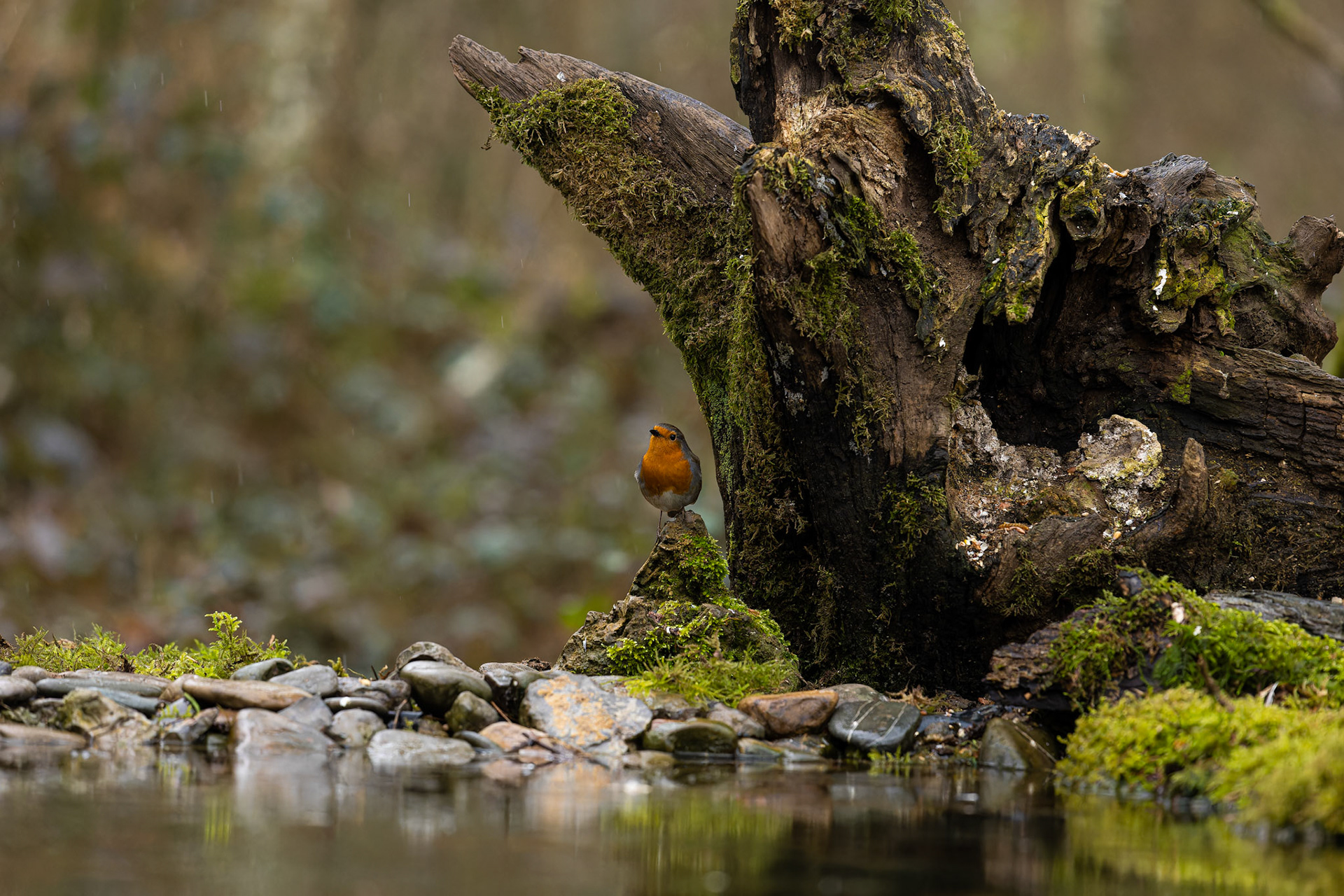 Rouge-gorge