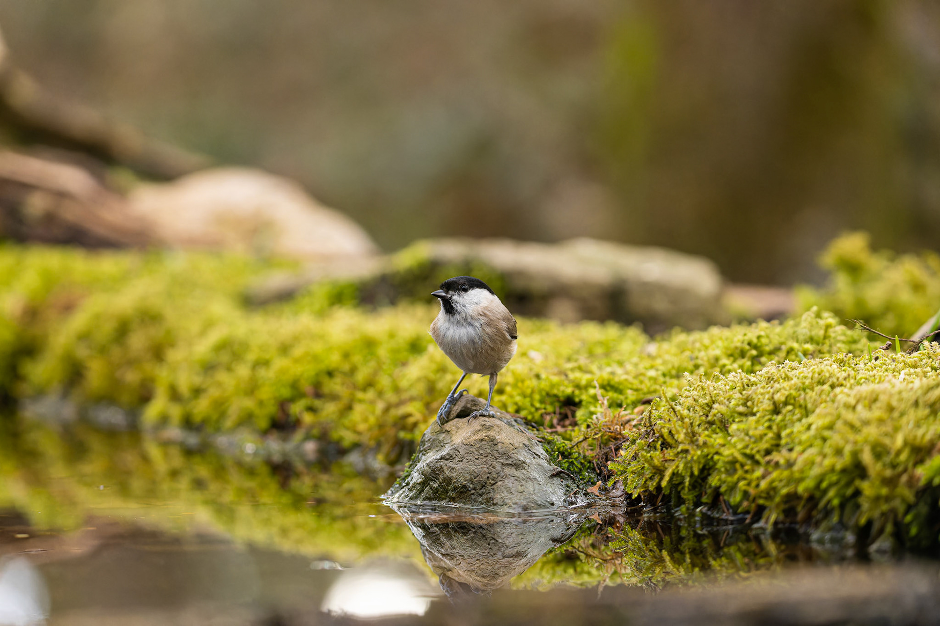 mésange nonnette