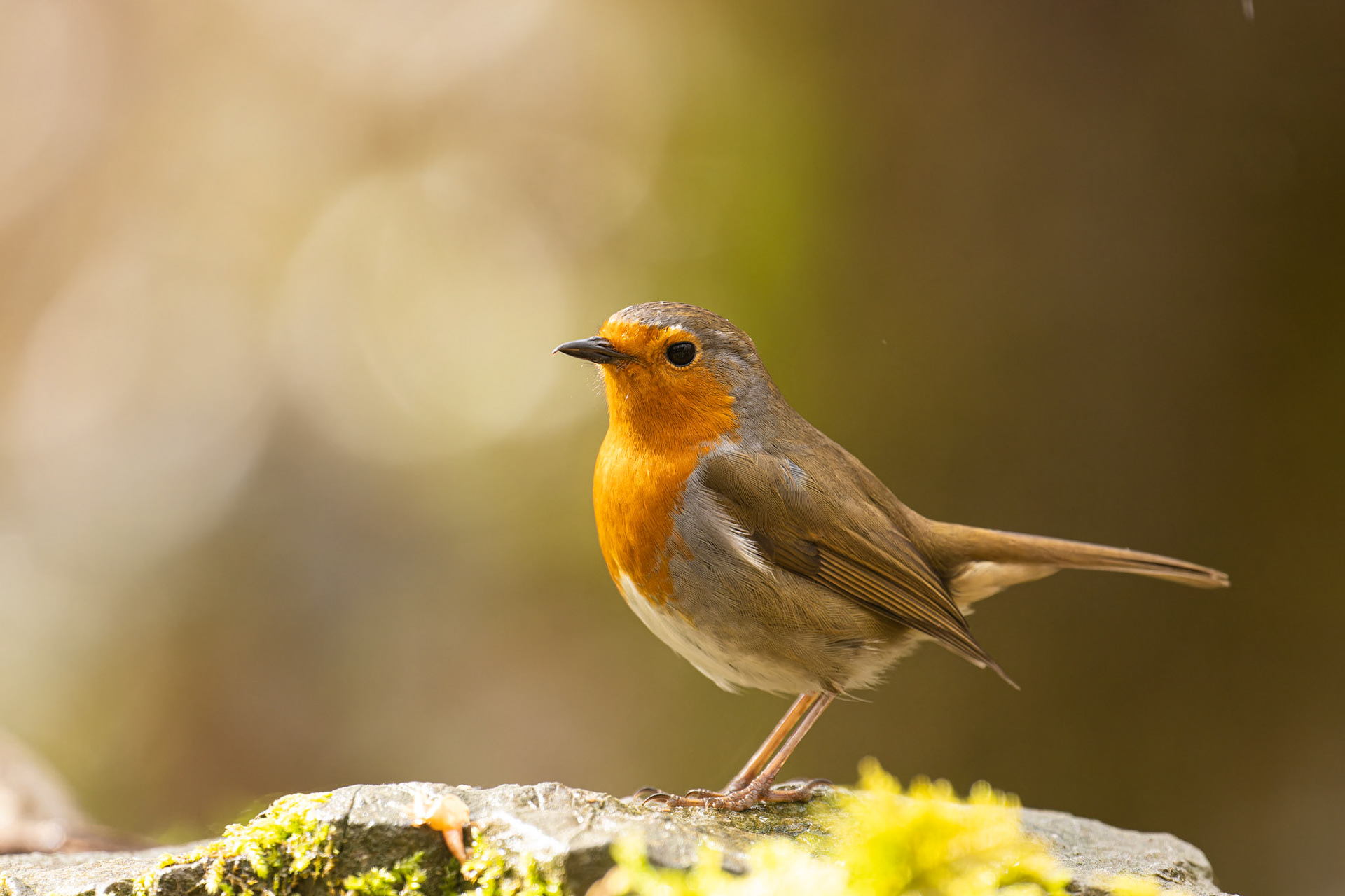 Rouge-gorge