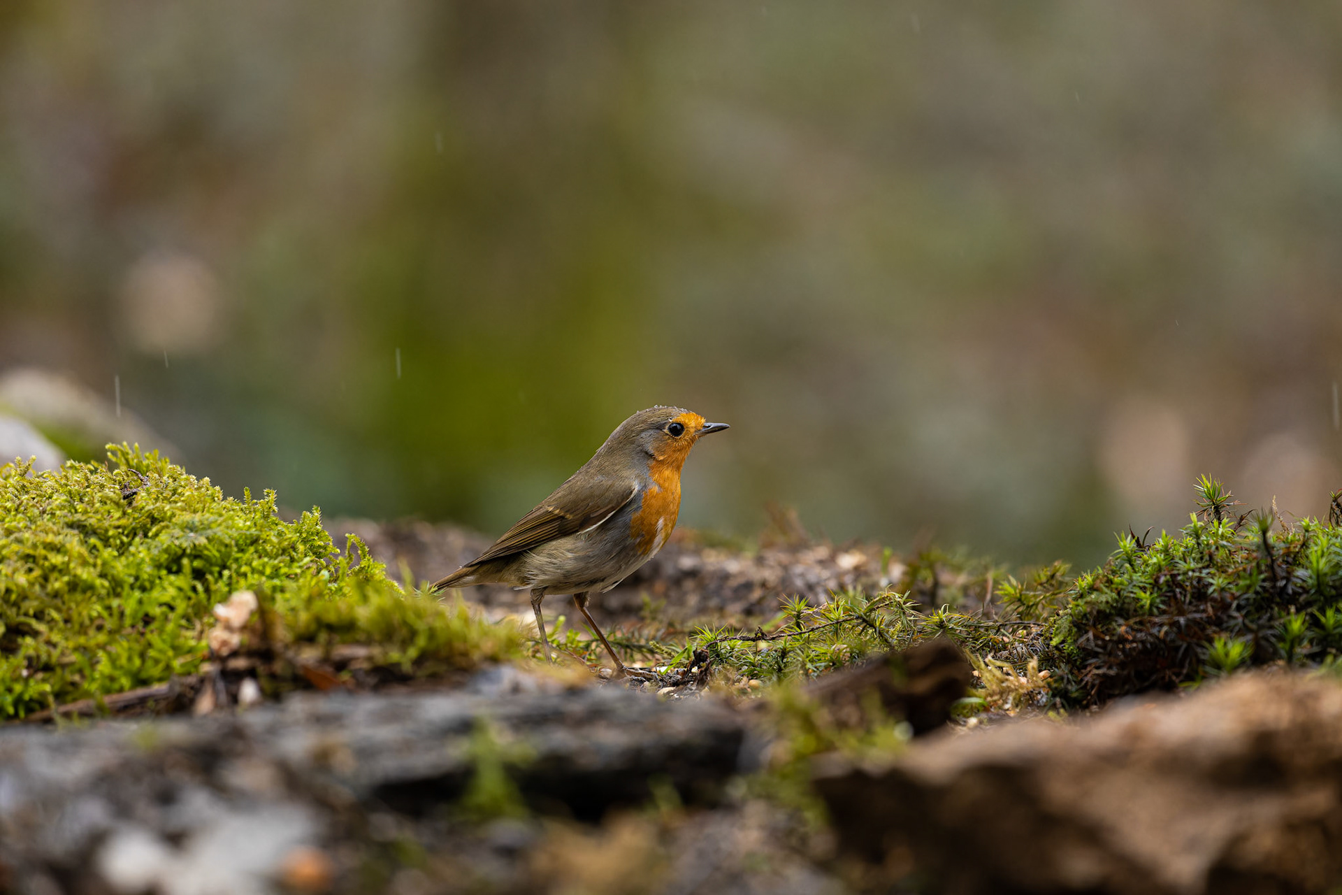 Rouge-gorge
