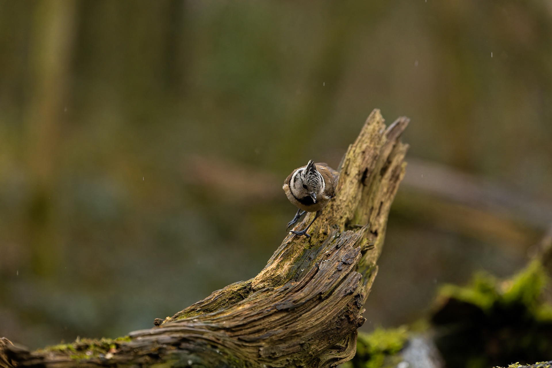 mésange huppée