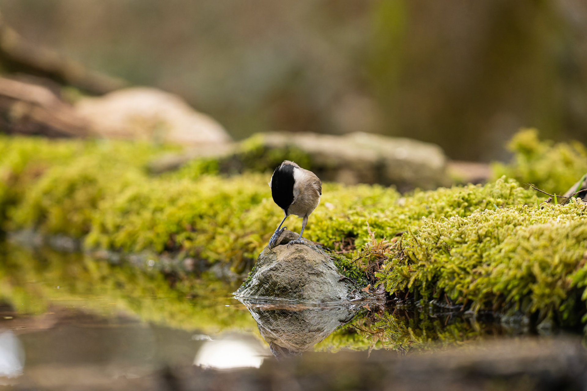 mésange nonnette