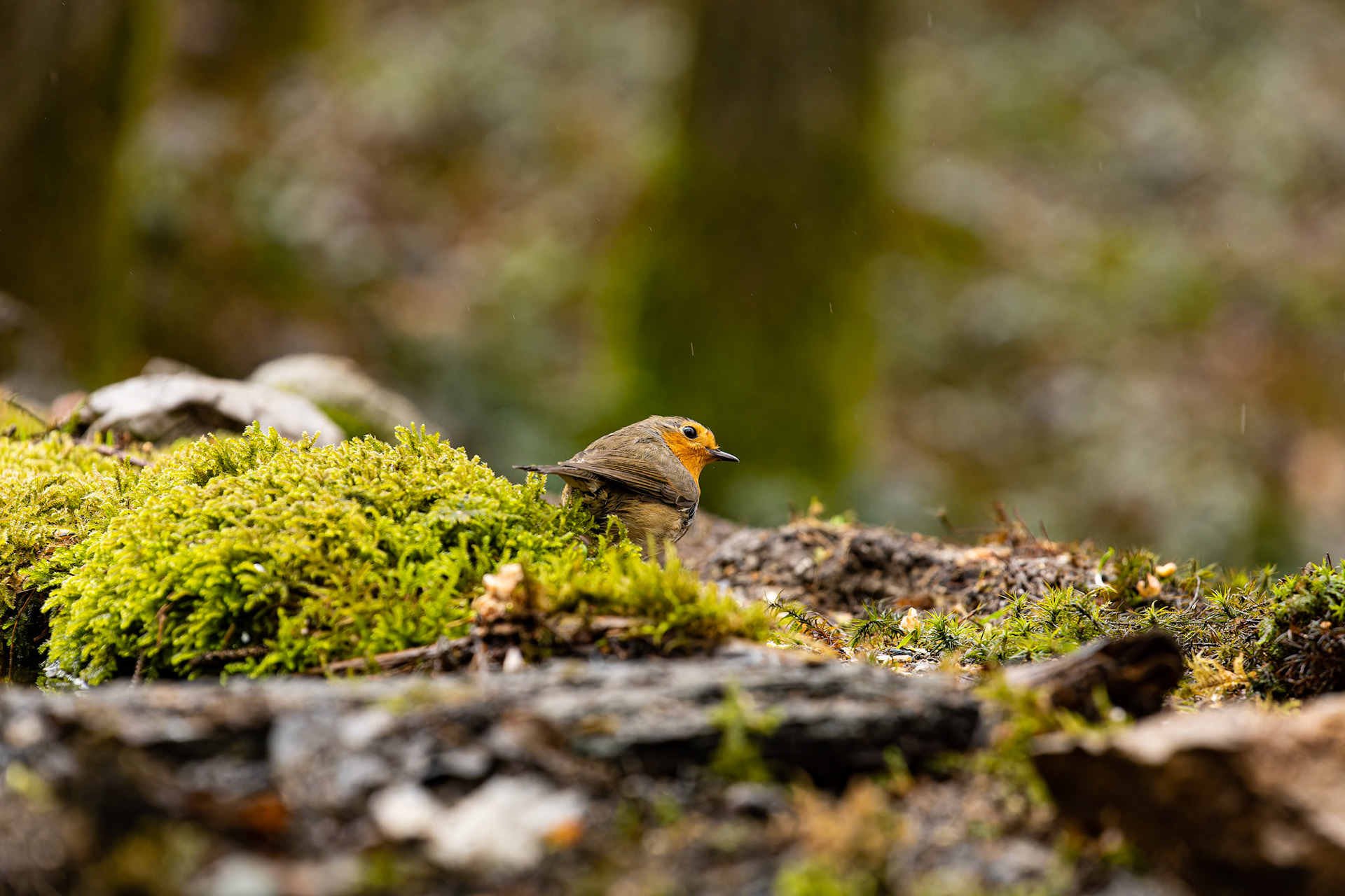 Rouge-gorge