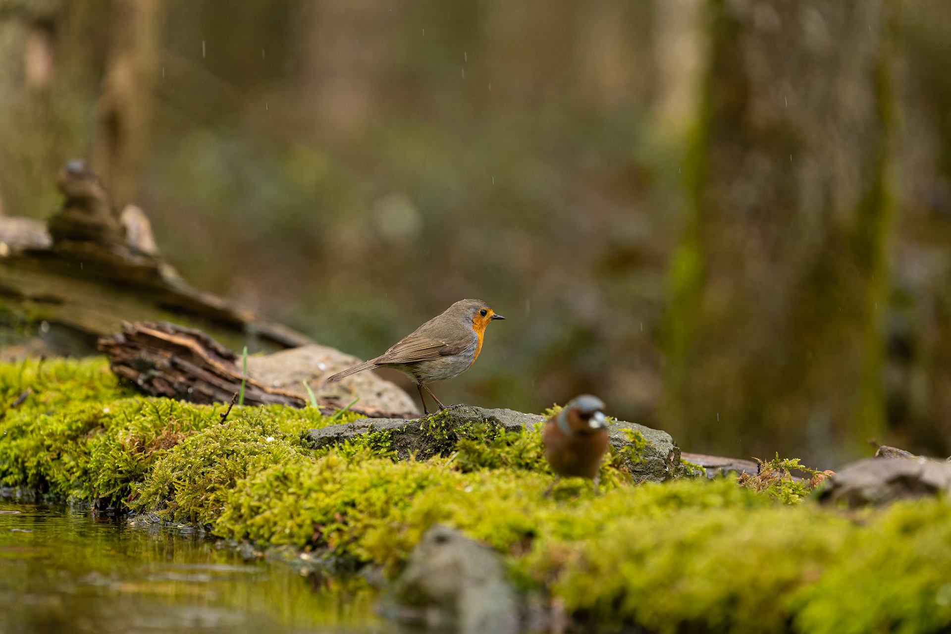 Rouge-gorge