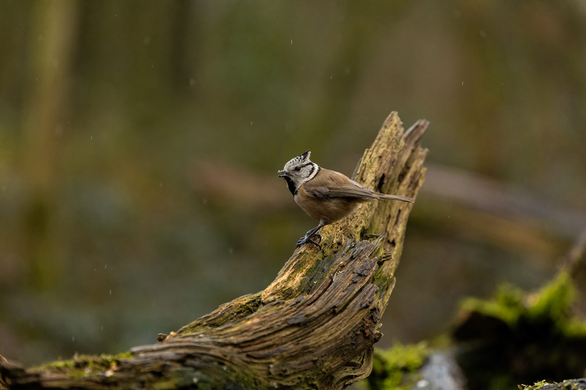 mésange huppée