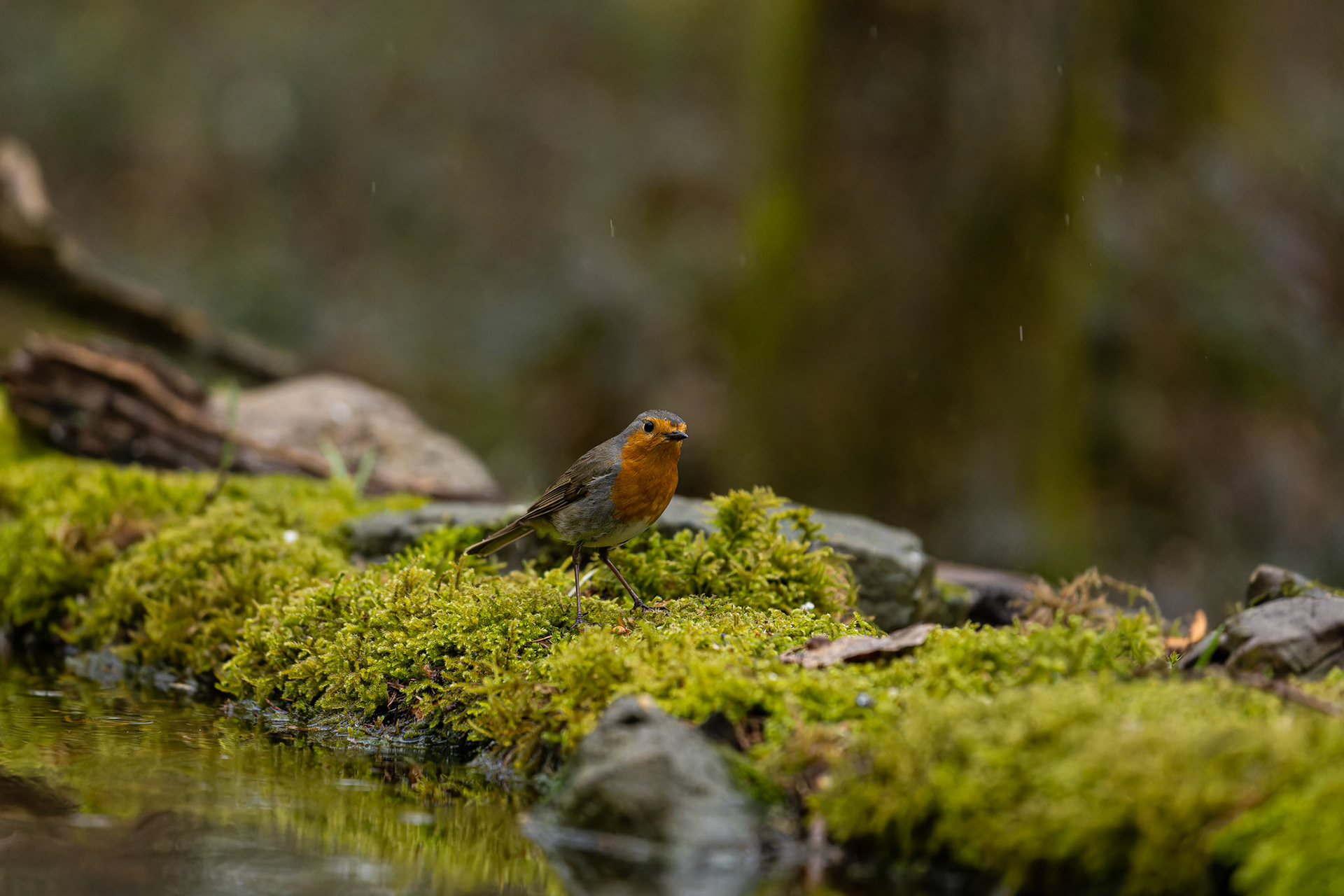Rouge-gorge