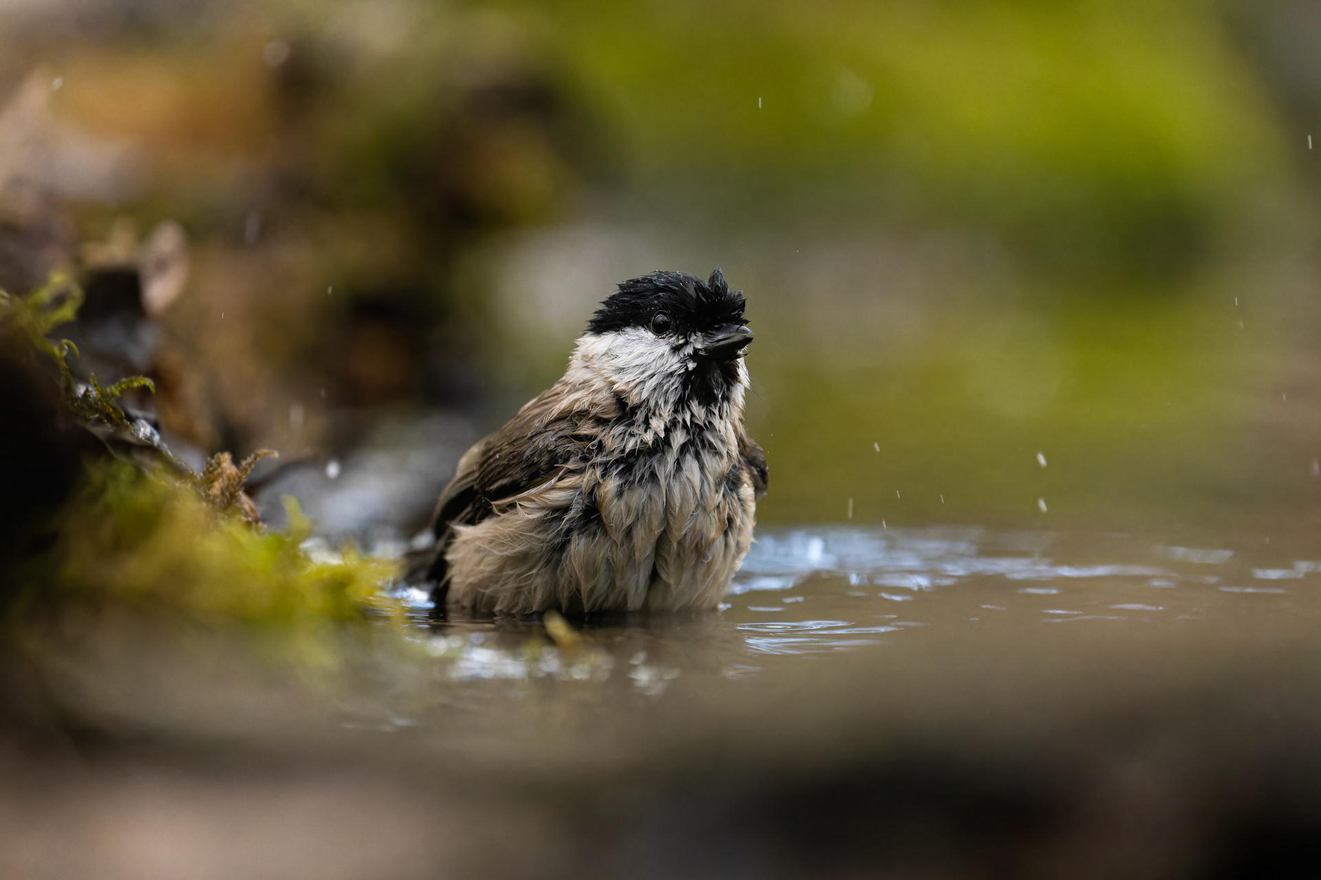 mésange nonnette
