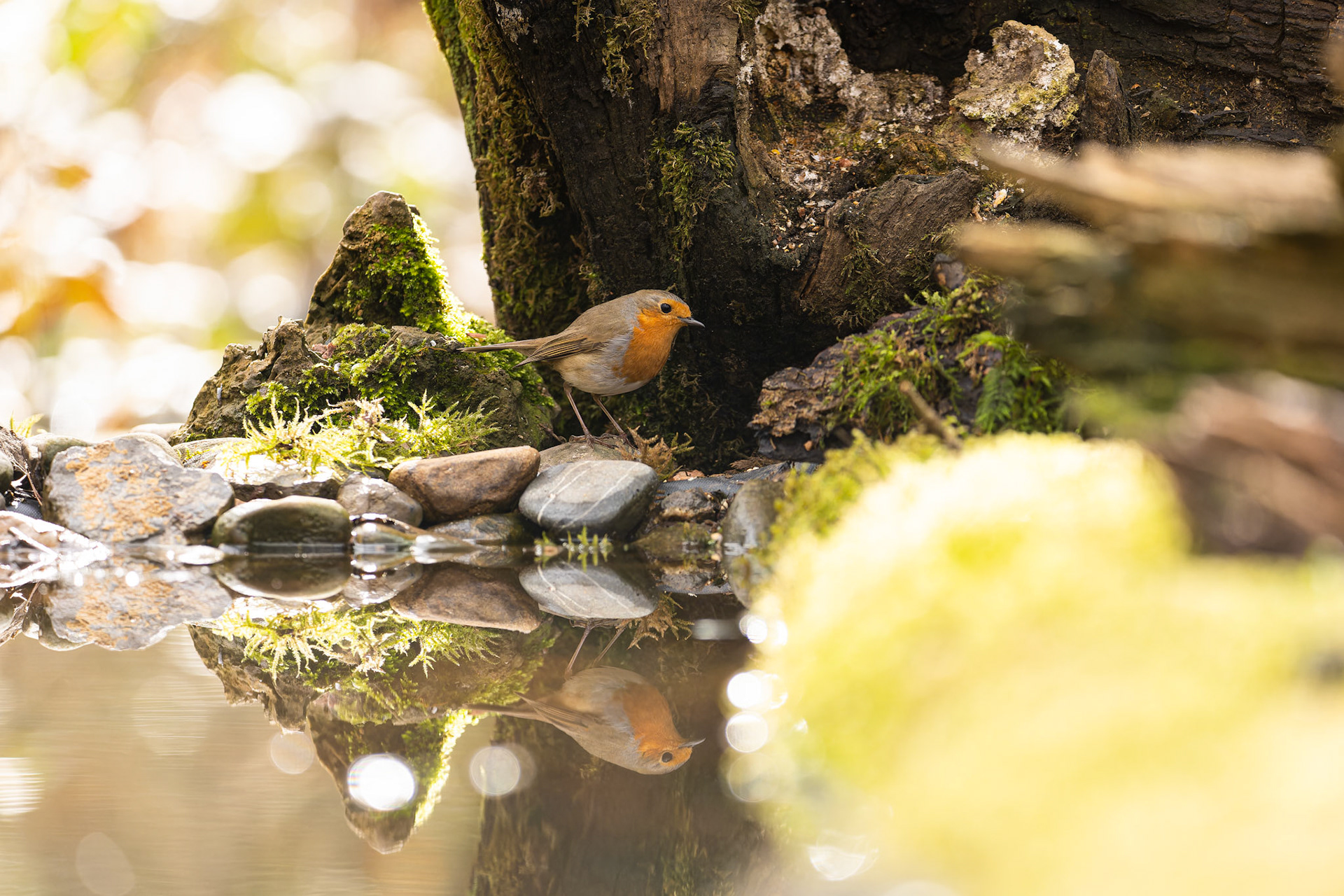 Rouge-gorge