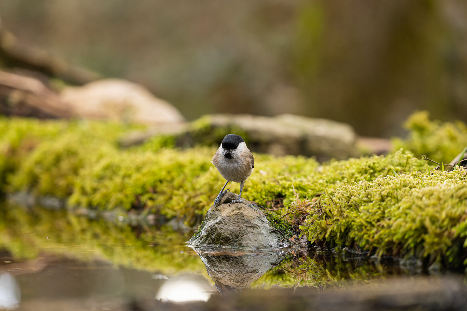 mésange nonnette