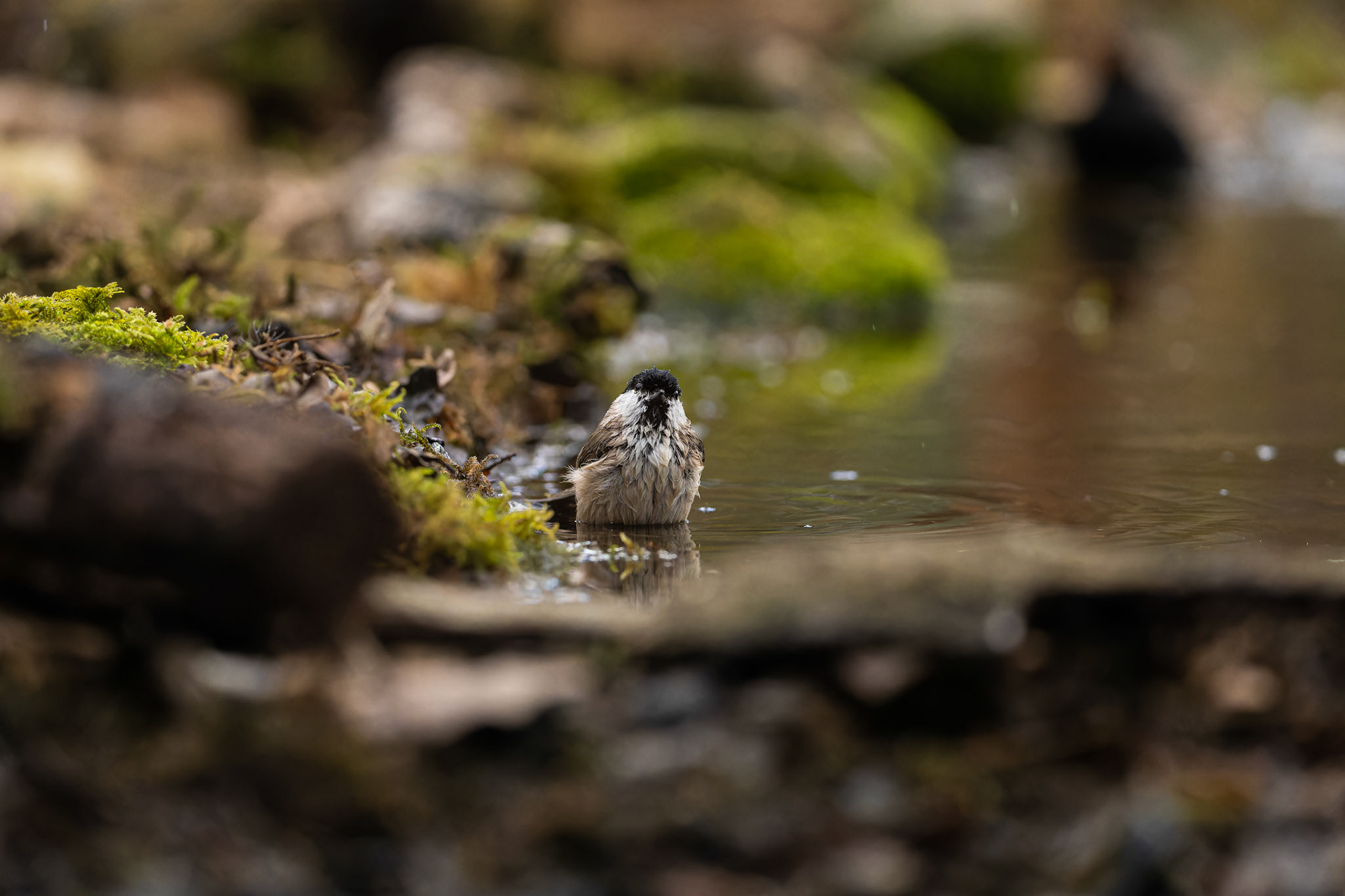 mésange nonnette