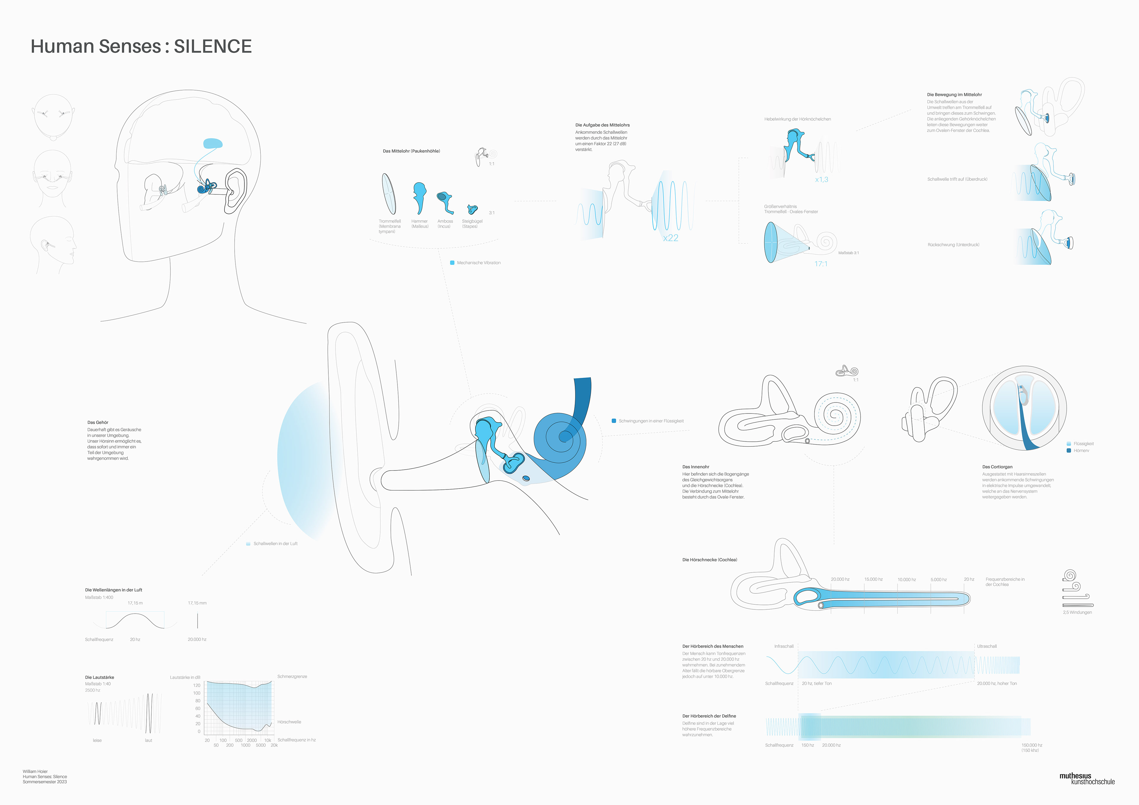 Anatomy of the human ear - 2023