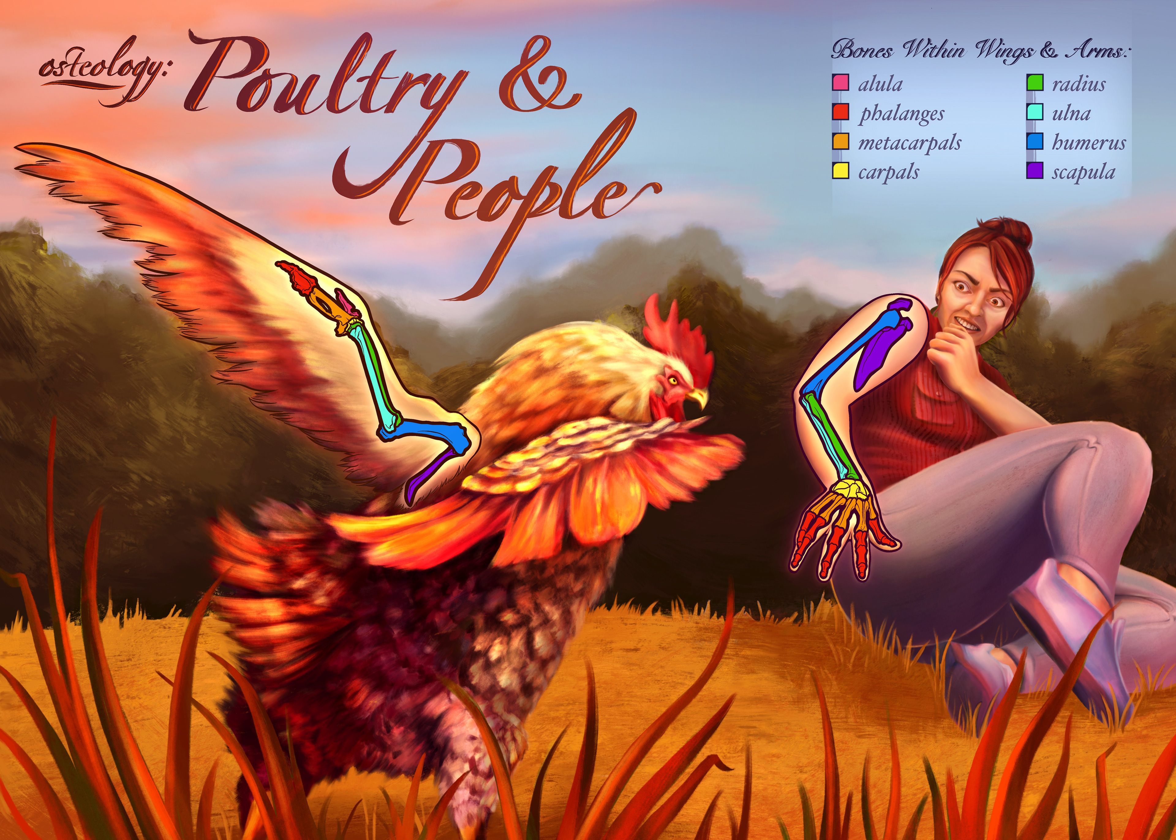 POULTRY & PEOPLE : A comparison of the bones within chicken wings and human arms.