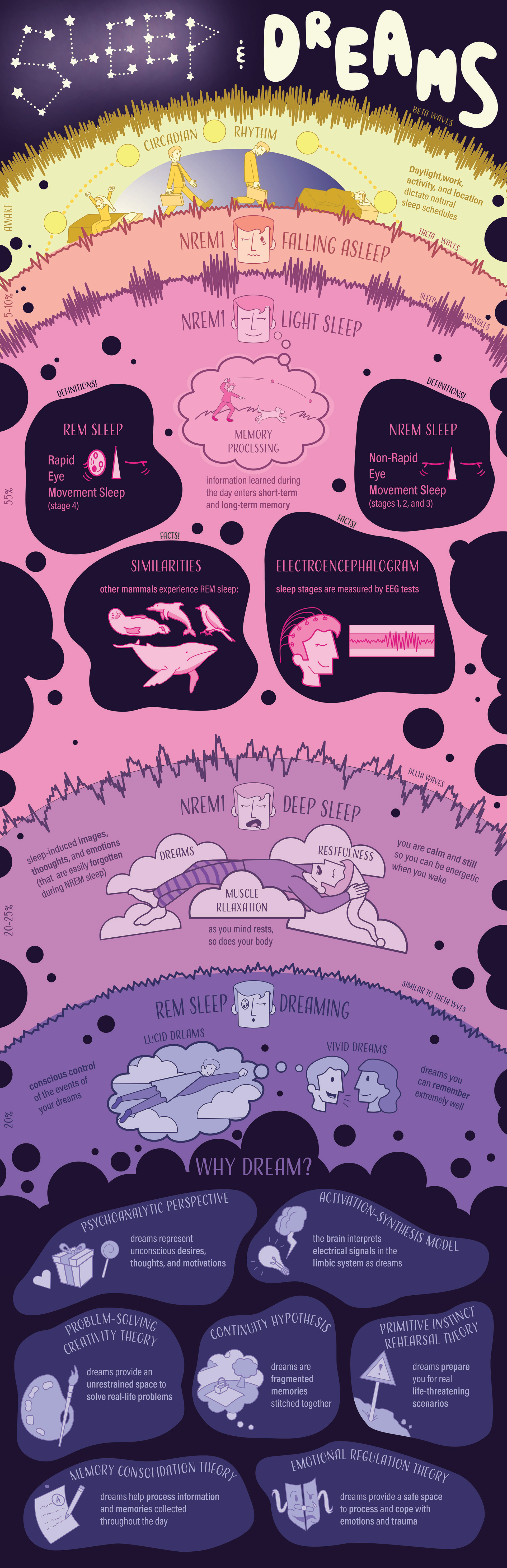 SLEEP & DREAMS : An overview of the stages of sleep and their purposes.
