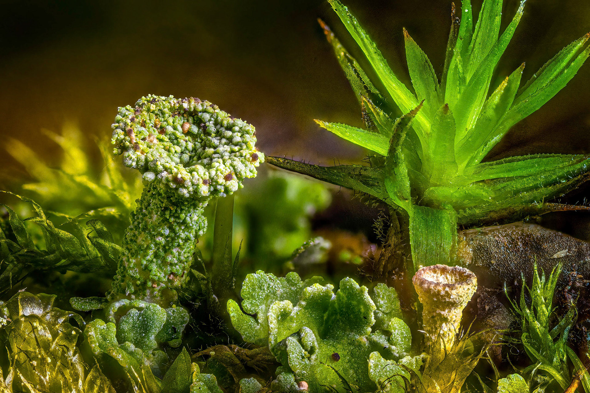 Moss and fungi, image width in real life 5mm