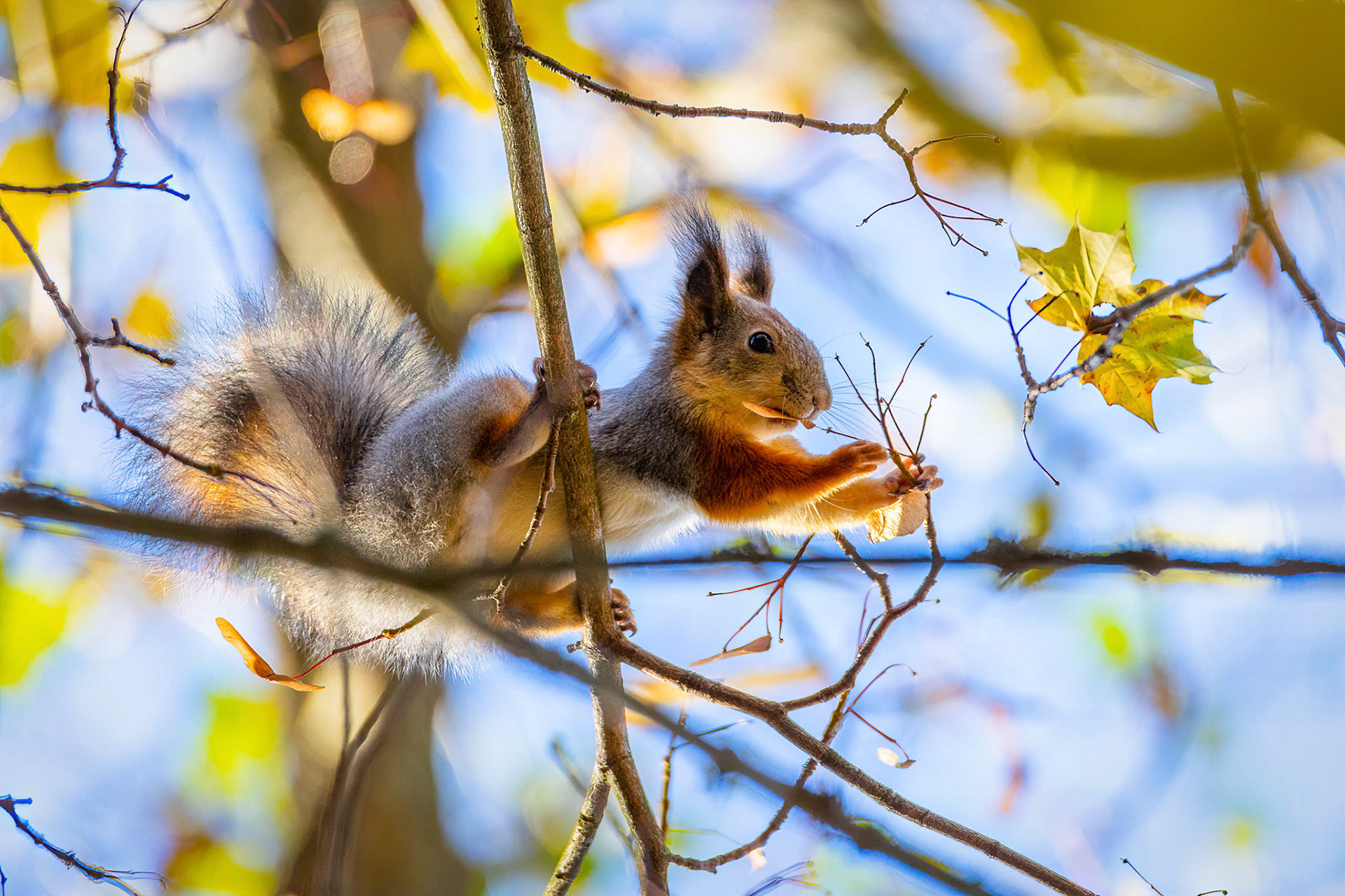 Red squirrel eating maple seeds, Uutela, Helsinki