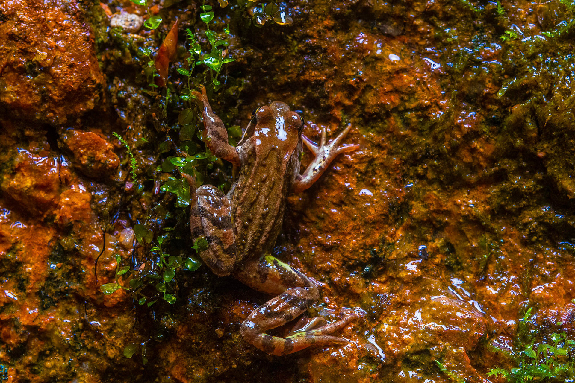 Tree frog, Pirunpesä, Jalasjärvi