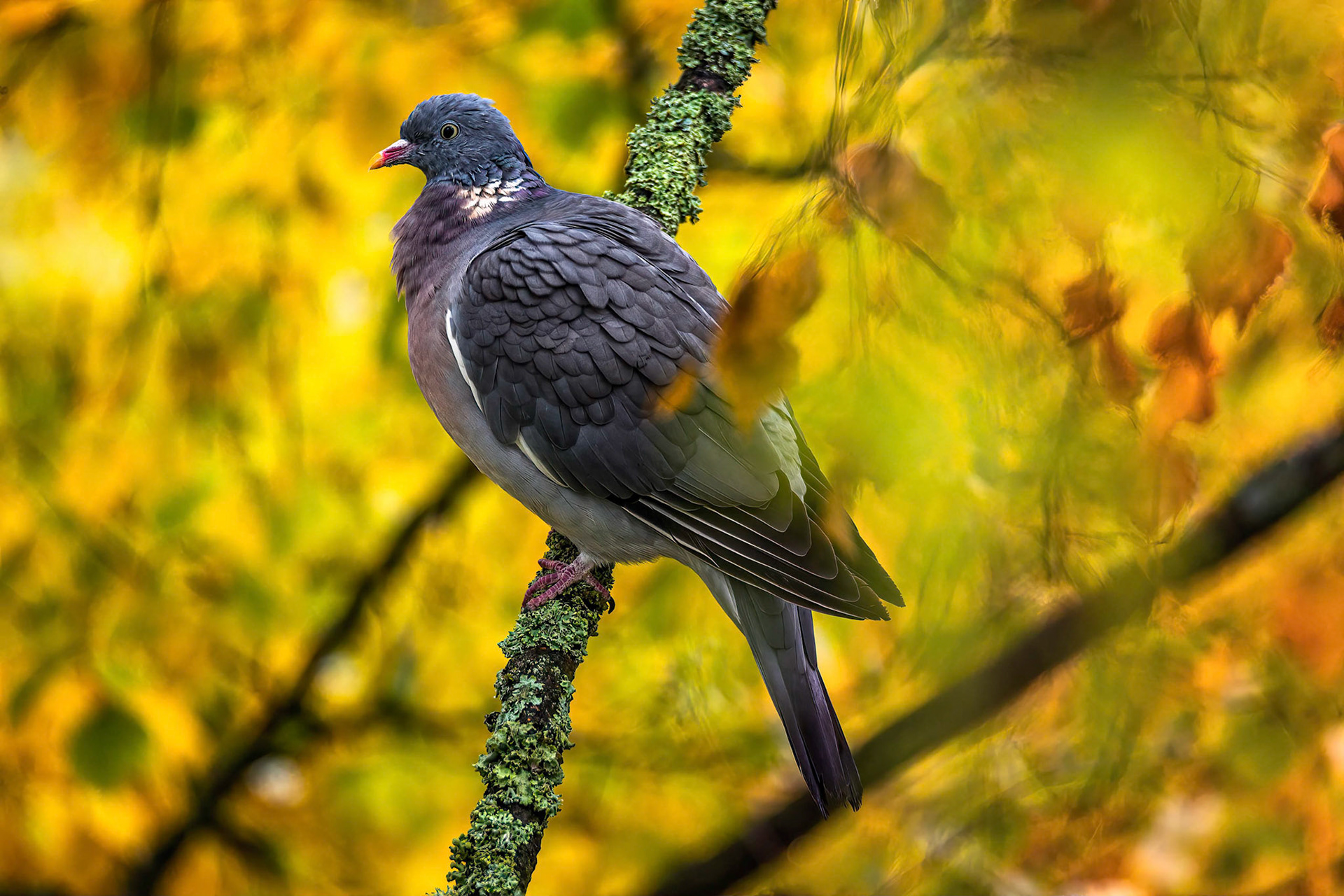Wood pigeon, Puotila, Helsinki